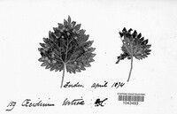 Puccinia urticata image